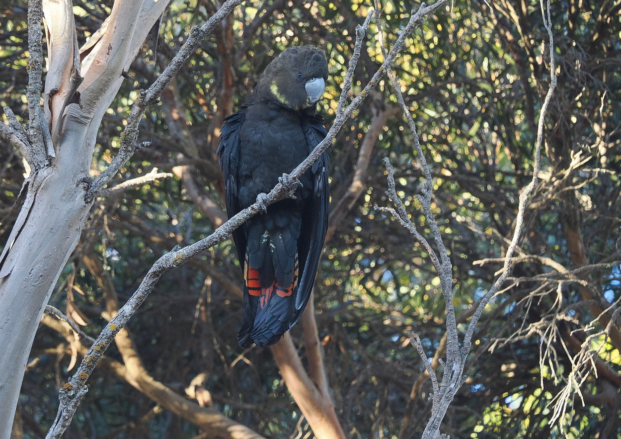image Glossy Black-Cockatoo